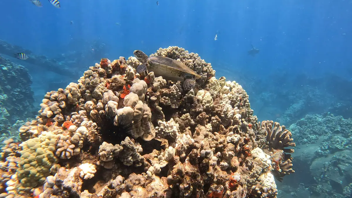 A coral head with reef fish above it