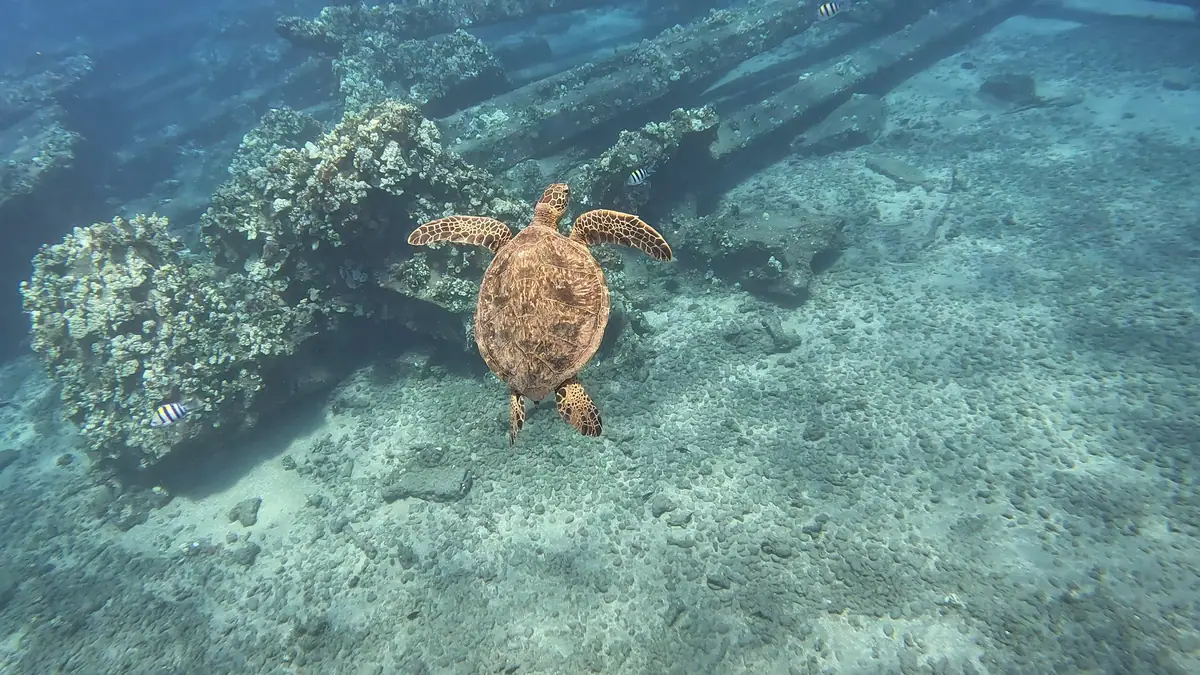 A green sea turtle gliding over the coral
